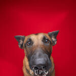 dog with red background